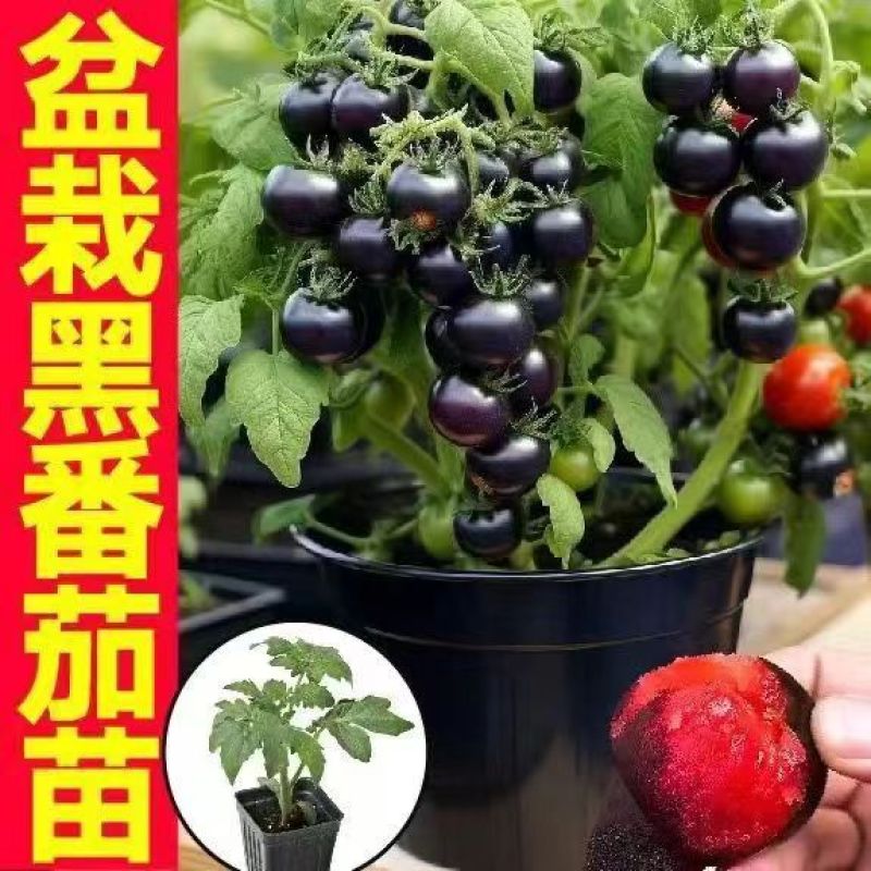 矮生番茄苗盆栽小番茄四季阳台盆栽蔬菜苗超甜小番