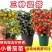 矮生番茄苗盆栽小番茄四季阳台盆栽蔬菜苗超甜小番