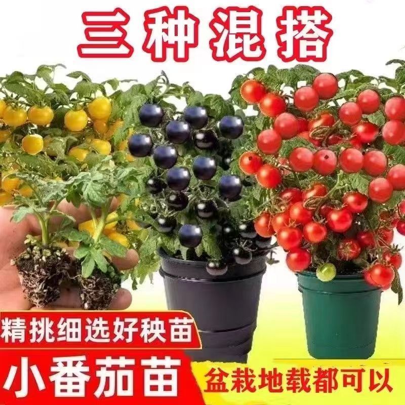 矮生番茄苗盆栽小番茄四季阳台盆栽蔬菜苗超甜小番