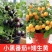 矮生番茄苗盆栽小番茄四季阳台盆栽蔬菜苗超甜小番