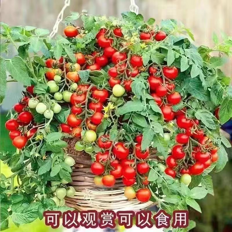 矮生番茄苗盆栽小番茄四季阳台盆栽蔬菜苗超甜小番