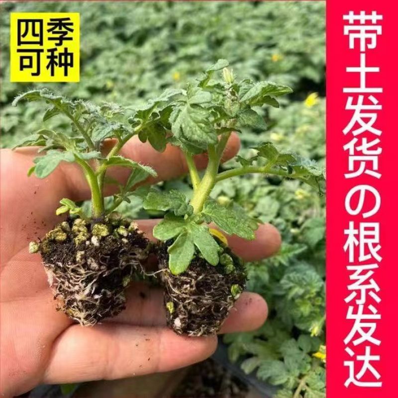 矮生番茄苗盆栽小番茄四季阳台盆栽蔬菜苗超甜小番