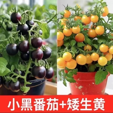 矮生番茄苗盆栽小番茄四季阳台盆栽蔬菜苗超甜小番