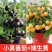矮生番茄苗盆栽小番茄四季阳台盆栽蔬菜苗超甜小番