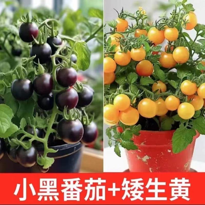 矮生番茄苗盆栽小番茄四季阳台盆栽蔬菜苗超甜小番