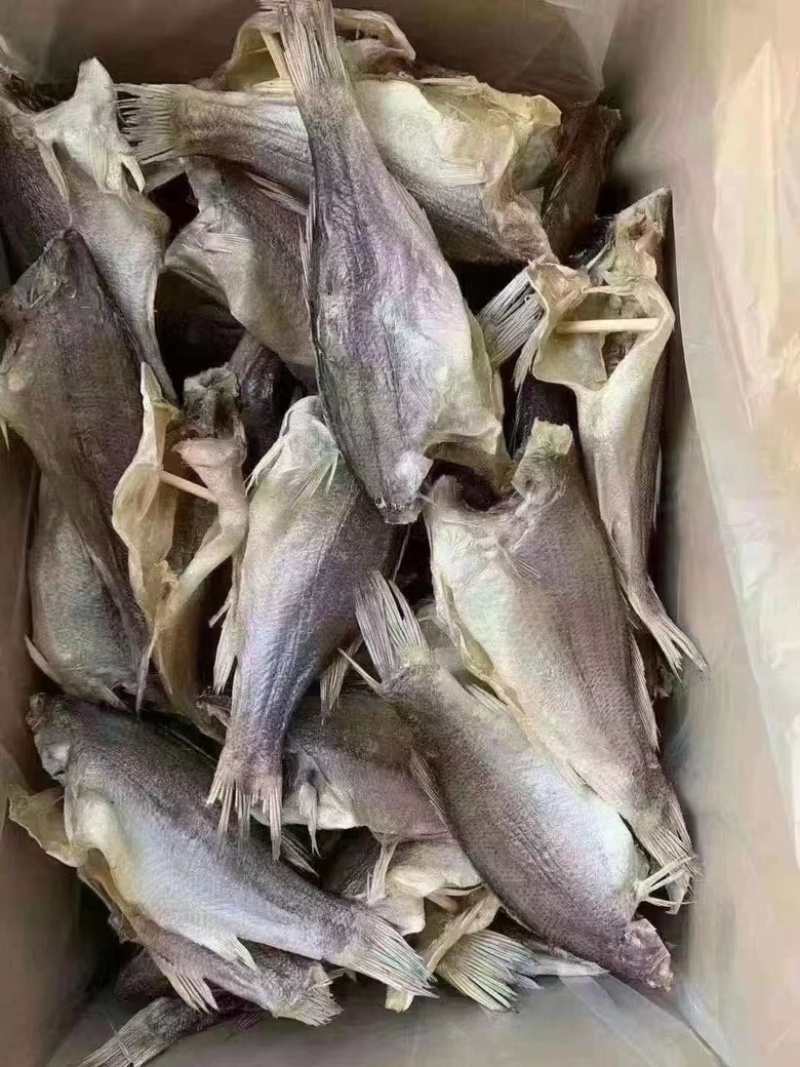 鲈鱼干咸香鲈鱼干又肥又香大中小号都有