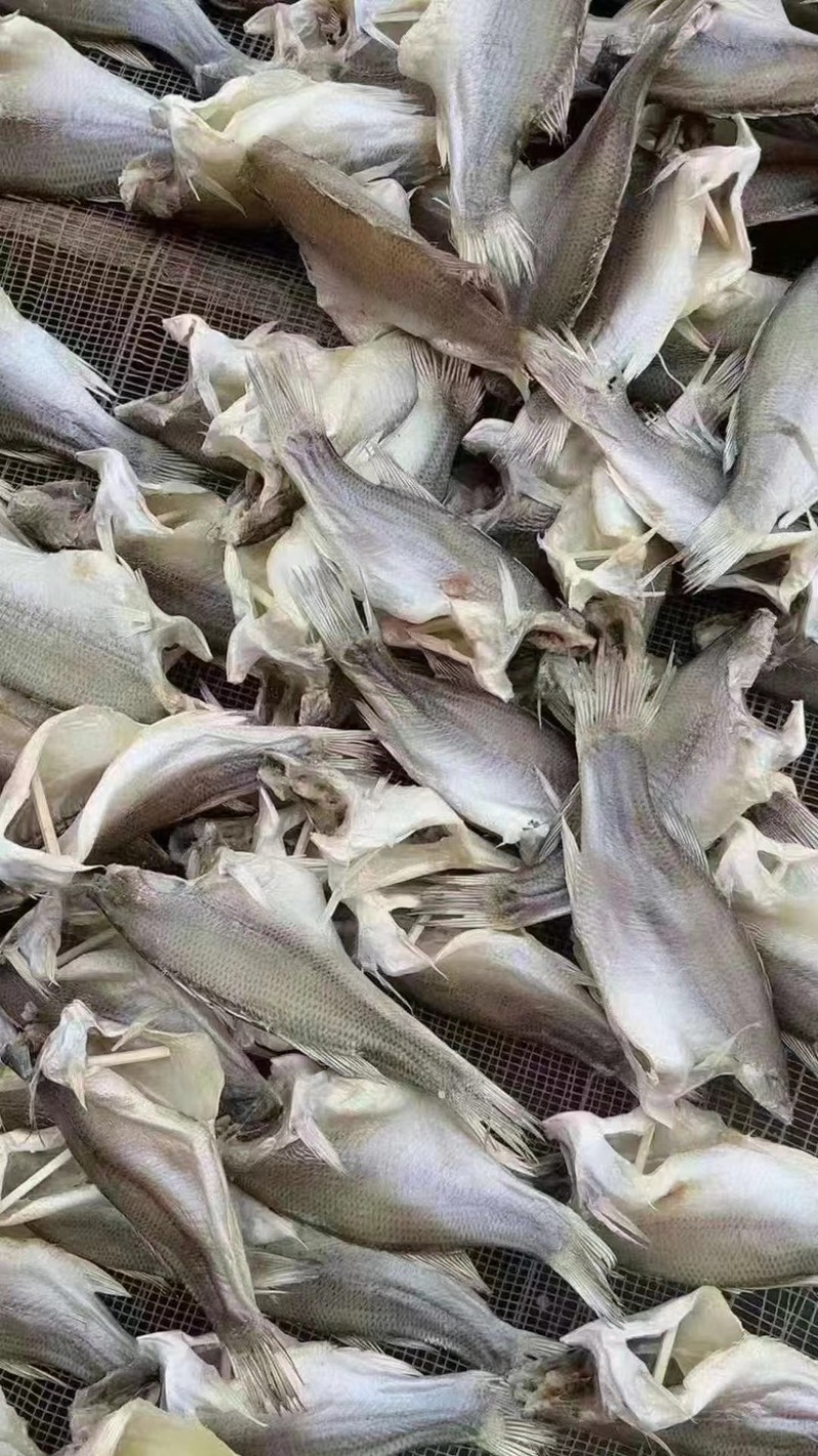 鲈鱼干咸香鲈鱼干又肥又香大中小号都有