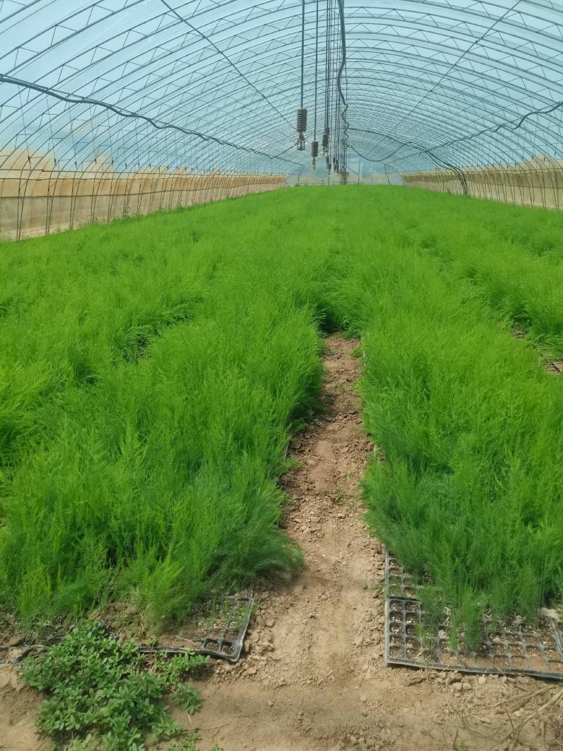 芦笋苗一代杂交品种金冠，翡翠明珠，康爱草一号.航天6号