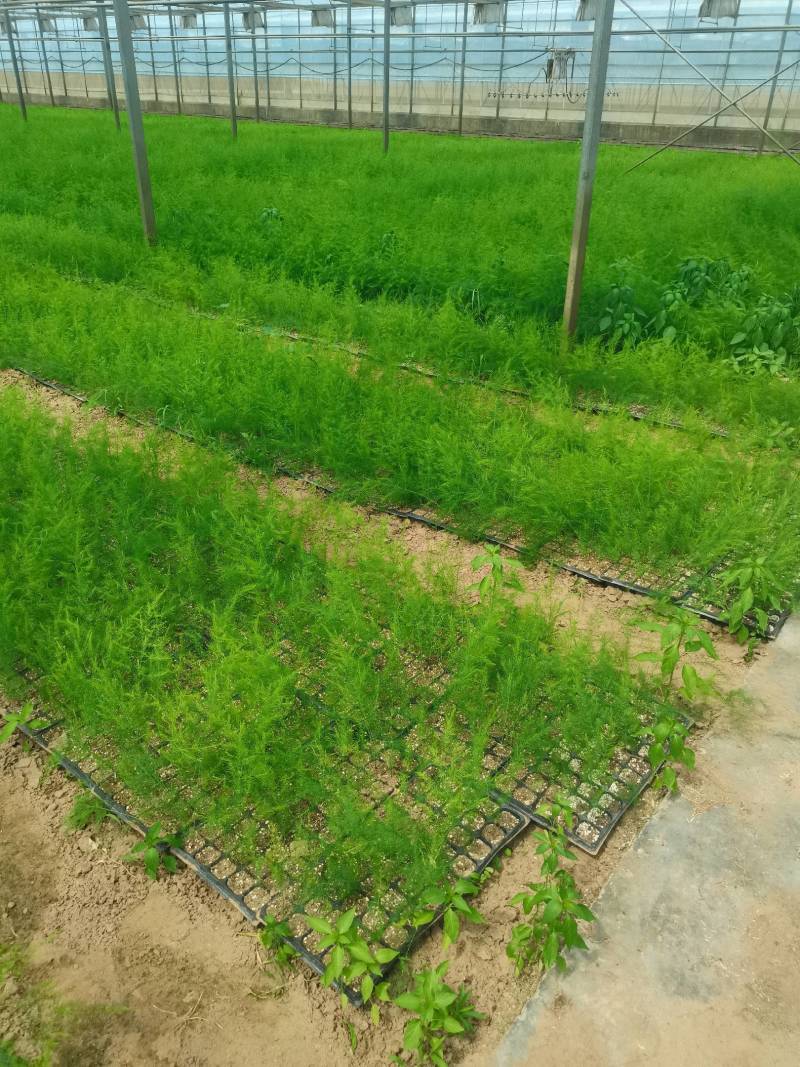 芦笋苗一代杂交品种金冠，翡翠明珠，康爱草一号.航天6号