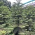 南洋杉高度1.5m、冠幅:1.2m，基地有量，欢迎订购。