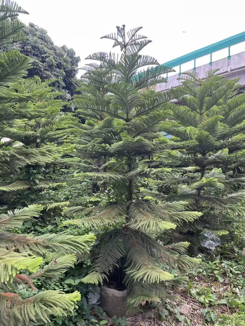 南洋杉高度1.5m、冠幅:1.2m，基地有量，欢迎订购。