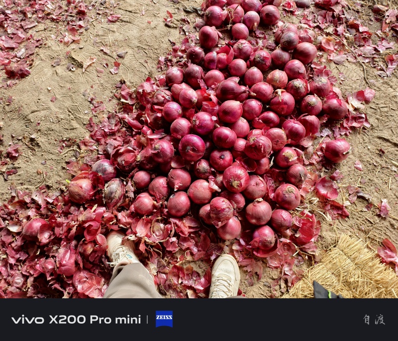 红元帅洋葱产地直供大量有货品质保证
