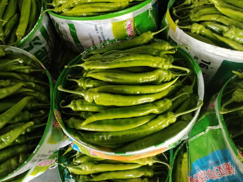 【牛商推荐】高温棚大果尖椒精品辣椒青椒可对接商超批发市场