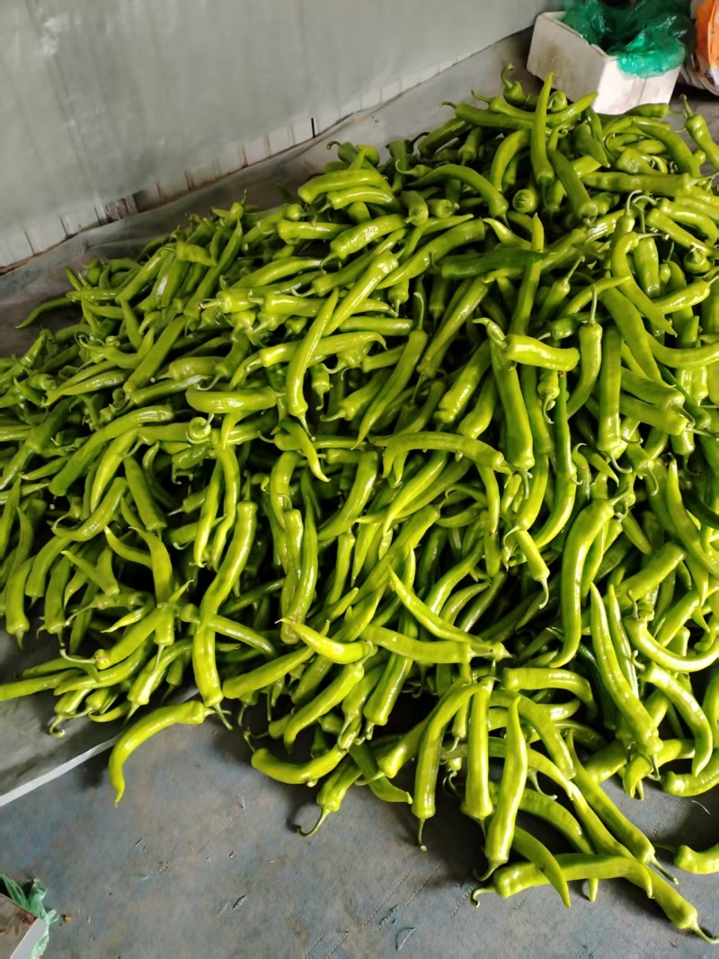 【牛商推荐】高温棚大果尖椒精品辣椒青椒可对接商超批发市场