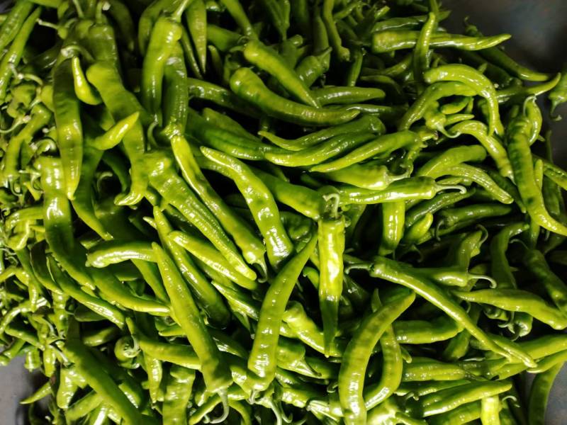 【牛商推荐】高温棚大果尖椒精品辣椒青椒可对接商超批发市场