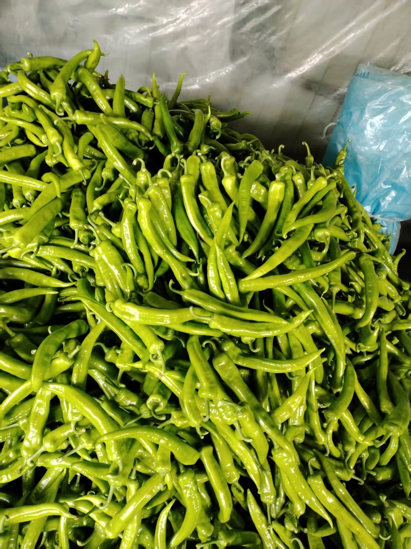 【牛商推荐】高温棚大果尖椒精品辣椒青椒可对接商超批发市场