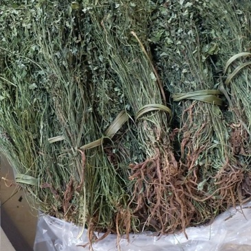 岩黄连中草药广西岩黄莲茶新鲜干货岩胡岩连菊花黄连
