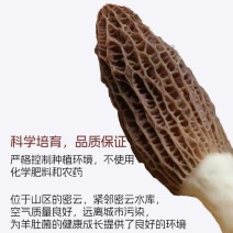 鲜羊肚菌