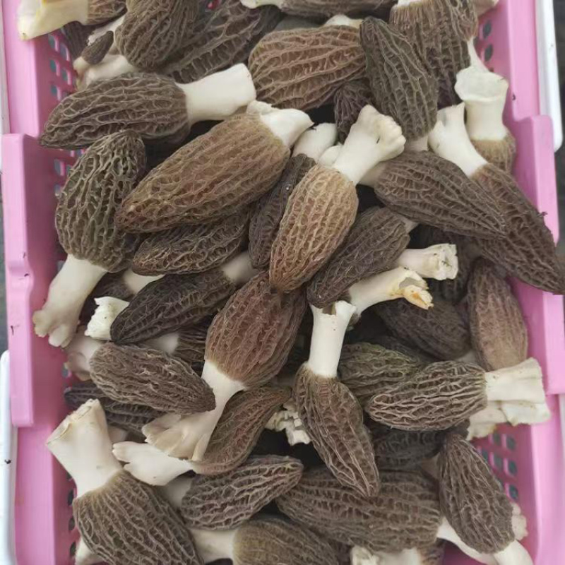 鲜羊肚菌