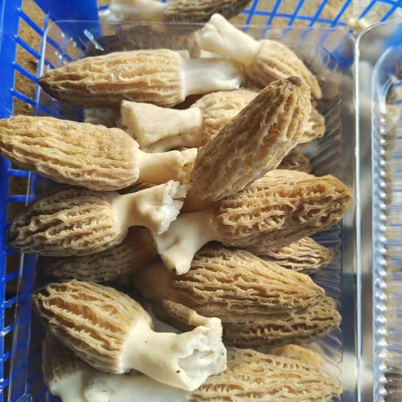 鲜羊肚菌