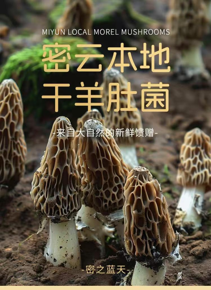 鲜羊肚菌