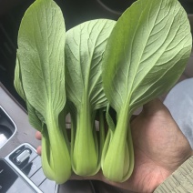 上海青小油菜基地直供现货随装量大从优全国代发欢迎来电