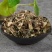 中药材老虎刺1公斤虎刺根老-鼠刺小叶刺风绣花针白