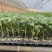 精品番茄苗硬粉西红柿苗柿子苗苗场直发存活率高