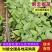 辣椒苗朝天椒苗小米辣苗子艳红辣椒苗种苗基地直发