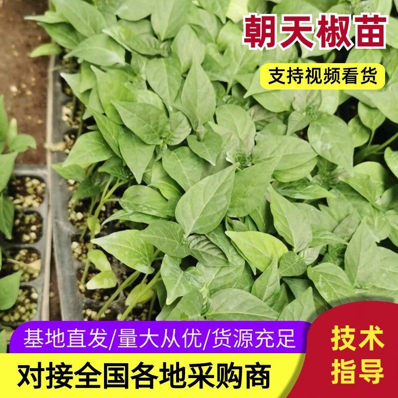 辣椒苗朝天椒苗小米辣苗子艳红辣椒苗种苗基地直发