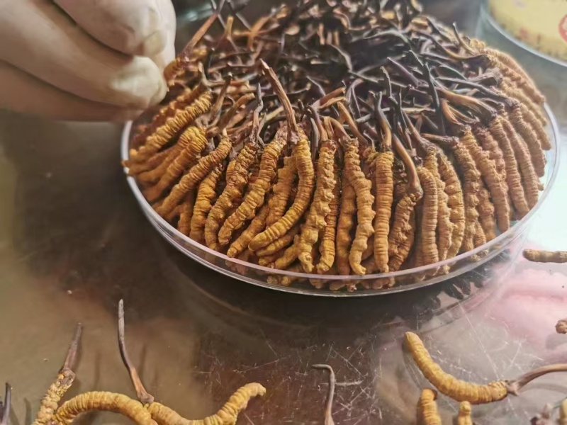 那曲精品虫草，年首优惠出售，新老客户精选虫草