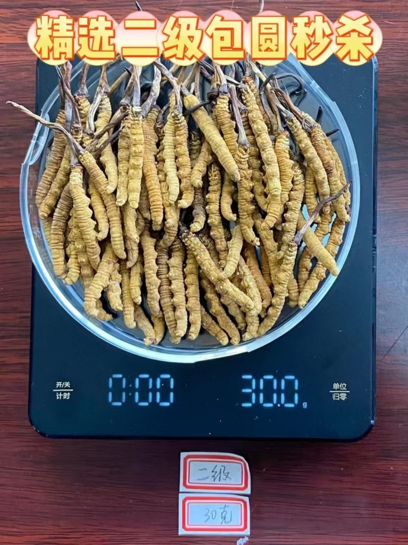 那曲精品虫草，年首优惠出售，新老客户精选虫草