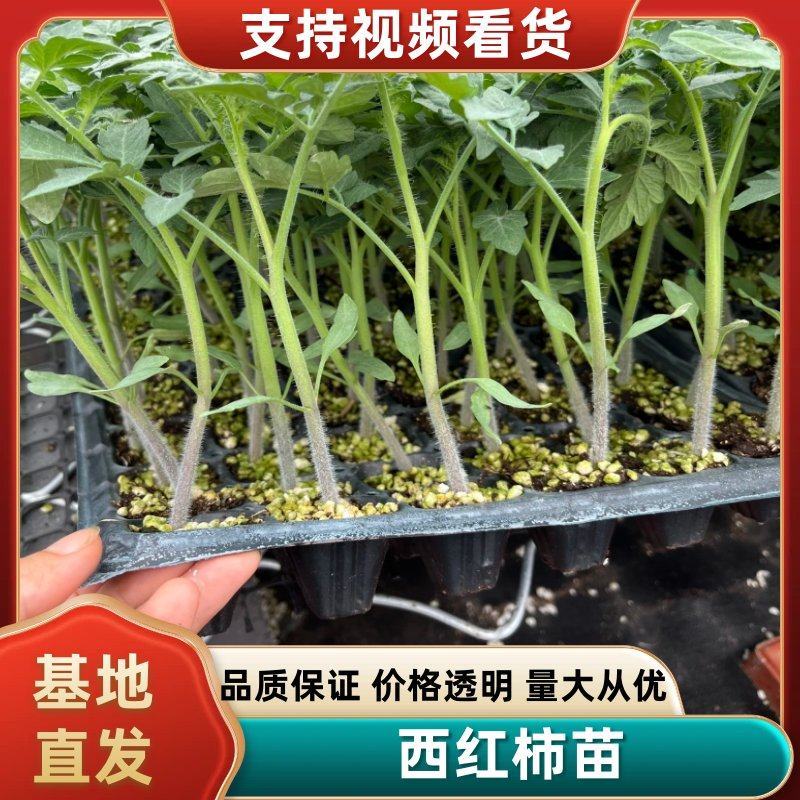 精品番茄苗硬粉西红柿苗柿子苗苗场直发存活率高