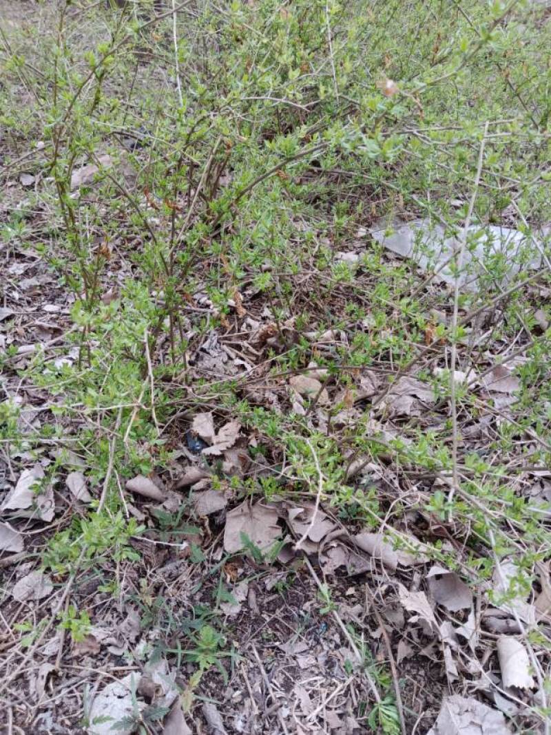 规格齐全枸杞芽茶叶长期供货价格美丽