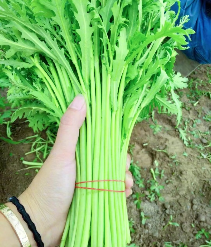 《筒篙》小叶茼蒿基地直供量大从优全国代发欢迎来电