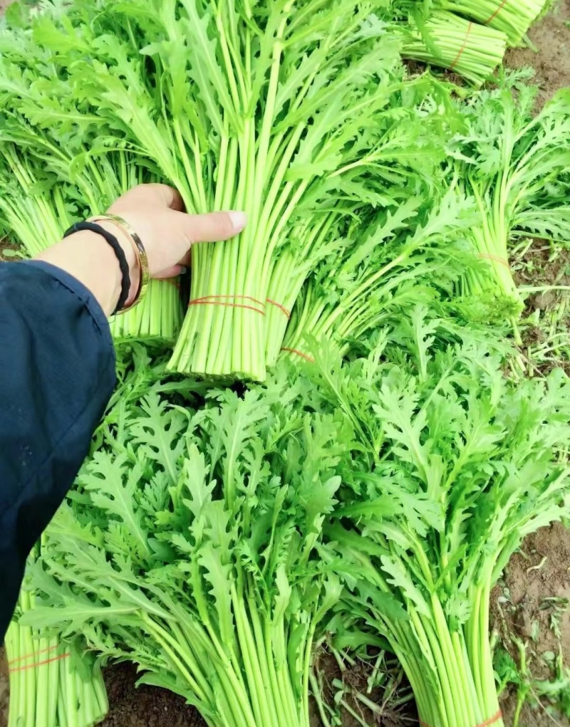 《筒篙》小叶茼蒿基地直供量大从优全国代发欢迎来电