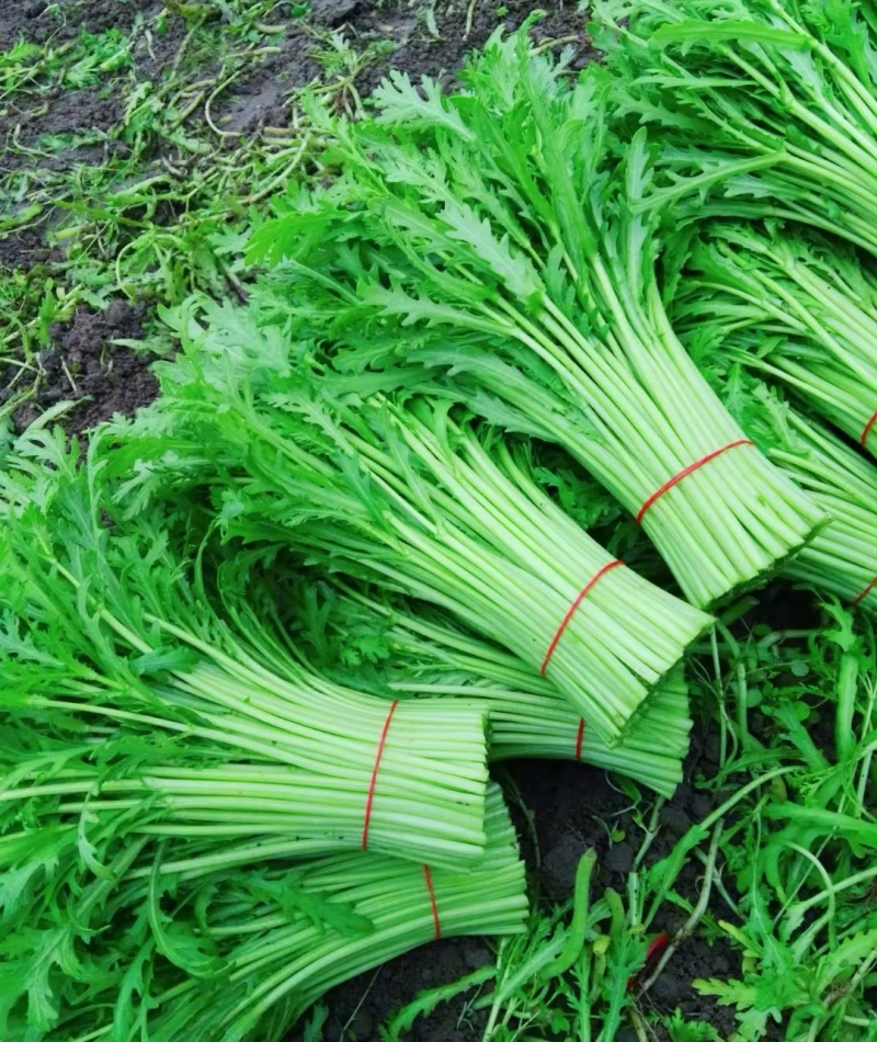 《筒篙》小叶茼蒿基地直供量大从优全国代发欢迎来电