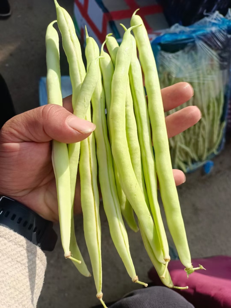 《芸豆角》白芸豆基地直供量大从优全国代发欢迎来电