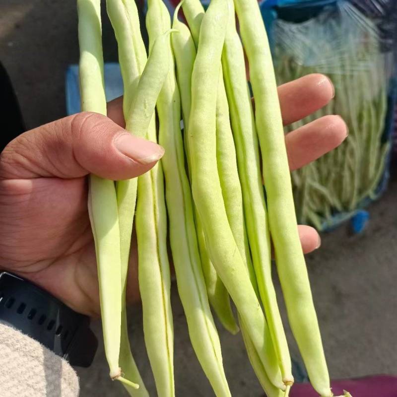 《芸豆角》白芸豆基地直供量大从优全国代发欢迎来电