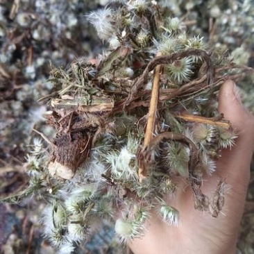 臭灵丹1公斤草