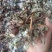 臭灵丹1公斤草