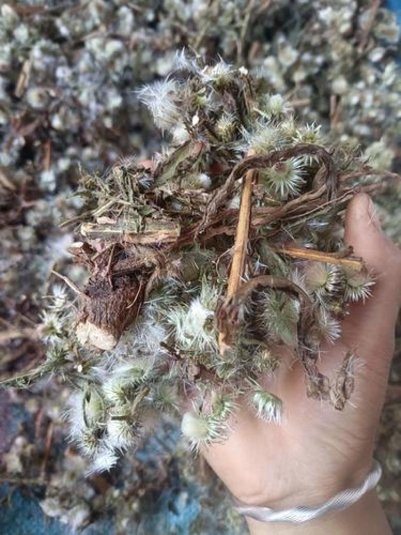 臭灵丹1公斤草