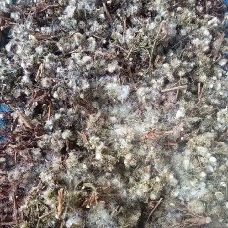 臭灵丹1公斤草
