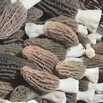 头茬新鲜羊肚菌现采现发菌菇孕妇补品佳品正宗美味