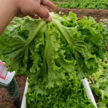 《意大利生菜》基地直供现货随装量大从优全国代发欢迎来电