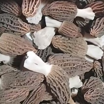 头茬一级新鲜羊肚菌现采现发5到10公分