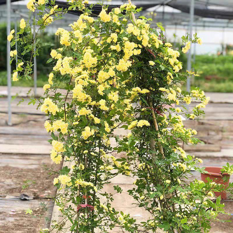 黄木香花苗盆栽浓香四季花卉七里香阳台爬藤蔷薇植物藤本花卉