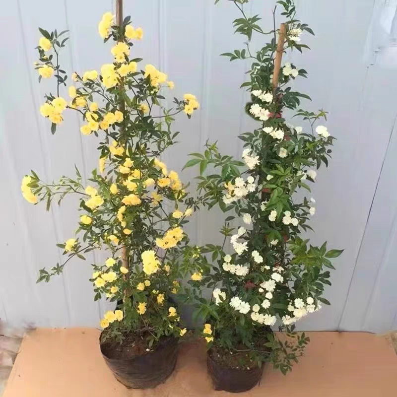 黄木香花苗盆栽浓香四季花卉七里香阳台爬藤蔷薇植物藤本花卉