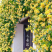 黄木香花苗盆栽浓香四季花卉七里香阳台爬藤蔷薇植物藤本花卉