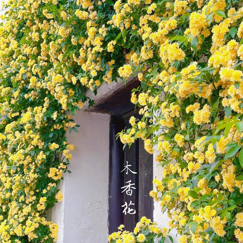黄木香花苗盆栽浓香四季花卉七里香阳台爬藤蔷薇植物藤本花卉